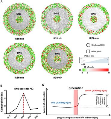 Transcriptional progressive patterns from mild to severe renal ischemia/reperfusion-induced kidney injury in mice